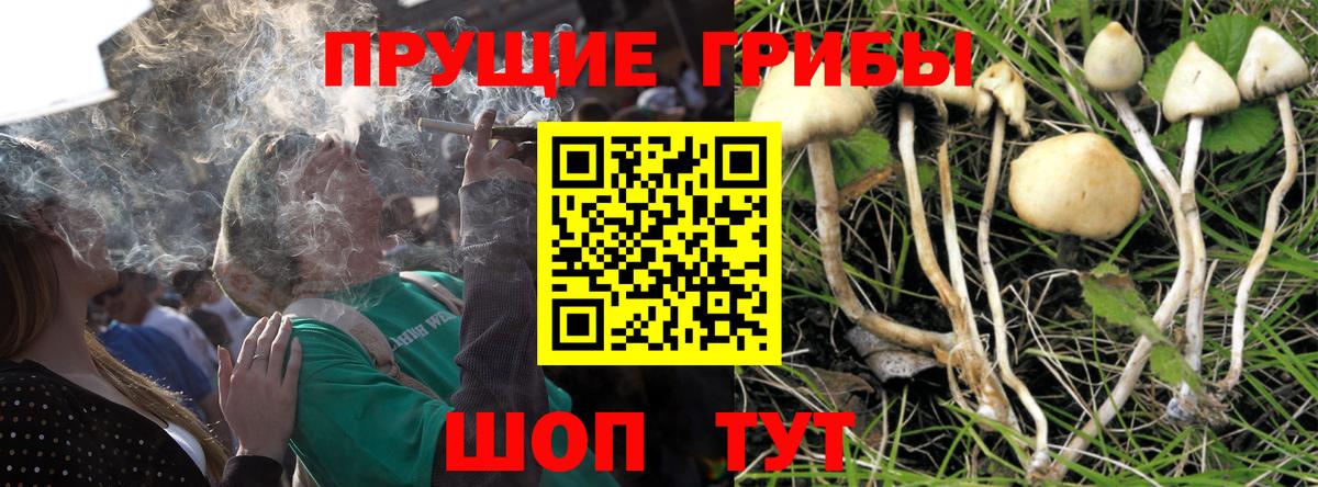Псилоцибиновые грибы GOLDEN TEACHER Сердобск